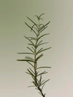 AROMATICA Rosemary Scalp Scaling Shampoo - Image 2