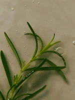 AROMATICA Rosemary Scalp Scaling Shampoo - Image 4